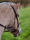 Fjord Pony Head Shot Royalty Free Stock Photo