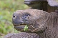 Head shot of a Galapagos Giant Tortoise Royalty Free Stock Photo
