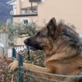 Head shot of German Shepherd or Alsatian dog outdoors in garden. Beautiful dog.