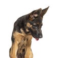 Head shot of German shepherd dog black and tan looking down