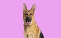 head shot of a German shepherd panting and looking at the camera against pink background Royalty Free Stock Photo