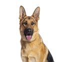 head shot of a German shepherd panting and looking at the camera, isolated on white Royalty Free Stock Photo