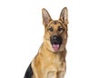 head shot of a German shepherd panting and looking at the camera, isolated on white Royalty Free Stock Photo