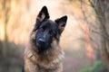 Head shot of german shepherd in spring morning sun Royalty Free Stock Photo