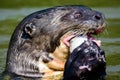 Head shot of a Giant otter enjoying its fish lunch