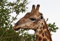 Head shot of giraffe having snack