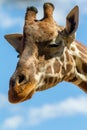 A head shot of a giraffe smirking with copy space on 3rd of April 2018 Royalty Free Stock Photo