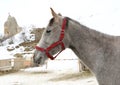 Head Shot of a Gray Horse