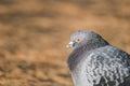 Head shot of pidgeon in a park