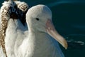 A head shot of a great albatross, showing its magnificent beak