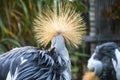 Head shot of a grey crowned crane with a big beautiful shiny crest