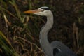 A head shot of a pretty Grey Heron, Ardea cinerea, hunting at the edge of a river. Royalty Free Stock Photo