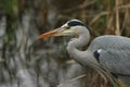 A head shot of a Grey Heron, Ardea cinerea, hunting for food in the reeds growing at the edge of a lake. Royalty Free Stock Photo