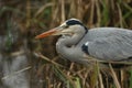 A head shot of a Grey Heron, Ardea cinerea, hunting for food in the reeds growing at the edge of a lake. Royalty Free Stock Photo