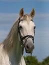 Grey Horse Head Shot Royalty Free Stock Photo