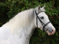 Grey Horse Head Shot Royalty Free Stock Photo