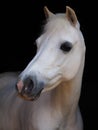 Grey Pony Headshot Royalty Free Stock Photo