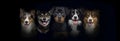 Head shot of a group of dogs together on black background