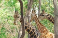 Head shot group of giraffe