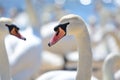 Head shot of a group of swans