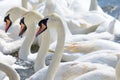 Head shot of a group of swans