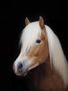 Haflinger Stallion Headshot