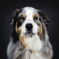Handsome Australian Shepherd dog, Isolated on black background. Royalty Free Stock Photo