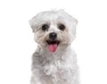 Head shot of an happy Maltese panting, isolated on white