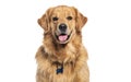 Head shot of a Happy panting Golden retriever dog looking at camera, wearing a collar and identification tag Royalty Free Stock Photo