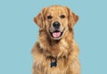 Head shot of a Happy panting Golden retriever dog looking at camera, wearing a collar and identification tag Royalty Free Stock Photo