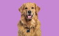 Head shot of a Happy panting Golden retriever dog looking at camera, wearing a collar and identification tag Royalty Free Stock Photo