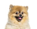 Head shot of an happy panting Pomeranian, isolated on white