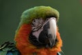 Head shot of a Harlequin Macaw parrot Royalty Free Stock Photo