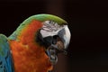 Head shot of a Harlequin Macaw parrot south america Royalty Free Stock Photo
