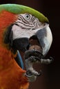 Head shot of a Harlequin Macaw parrot south america Royalty Free Stock Photo