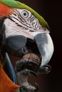 Head shot of a Harlequin Macaw parrot south america Royalty Free Stock Photo