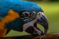 Head shot of a Harlequin Macaw parrot south america Royalty Free Stock Photo