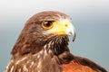 Head shot of a Harris Hawk