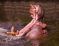 Head shot of hippo with mouth open. Karlsruhe, Germany Royalty Free Stock Photo