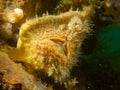 Head on shot of hispid frogfish 01