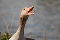 Head shot of a hissing greylag goose, Anser anser. The greylag goose is a species of large goose in the waterfowl family Royalty Free Stock Photo