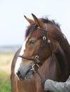 Horse Headshot in Bridle