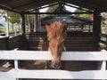 Head shot of horse in the cage at the zoo, chiang rai Thailand Royalty Free Stock Photo