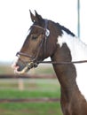 Dressage Headshot