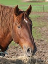 Head Shot of Horse Eating Hay Royalty Free Stock Photo