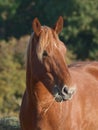 Head Shot of Horse Eating Hay Royalty Free Stock Photo