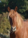 Head Shot of Horse Eating Hay Royalty Free Stock Photo