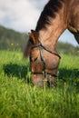 Head shot of a horse Royalty Free Stock Photo