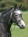 Horse In the Show Ring