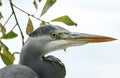 A head shot of a hunting Grey Heron, Ardea cinerea, standing on the bank of a lake on a cloudy day. Royalty Free Stock Photo